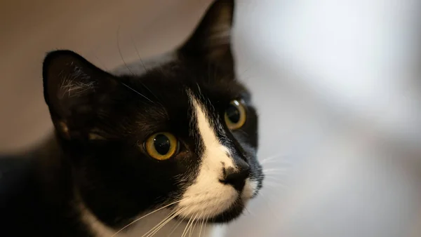 Kat met grote alerte ogen die gespannen kijkt als voorbeeld van een schrikachtige of bange kat