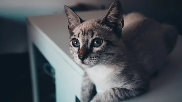 Kat kijkt aandachtig om zich heen in huis, passend bij observerend leren en hoe katten nieuwe prikkels verwerken.