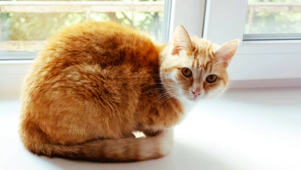 Huiskat zittend bij een raam in een rustige, minimalistische woonomgeving