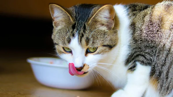 Kat staat binnenshuis bij een voerbak en likt zijn bek af, passend bij basisvragen over goede kattenvoeding