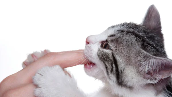 Kat die in een hand bijt tijdens aaien als voorbeeld van plots agressief gedrag