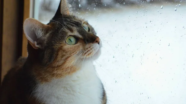 Kat kijkt vanuit huis naar buiten door een raam, passend bij de afweging of een appartement of huis geschikt is vóór de aanschaf van een kat.