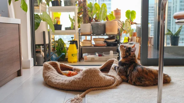 Kat die aan de pootjes likt als voorbeeld van jeuk of irritatie bij allergieën.