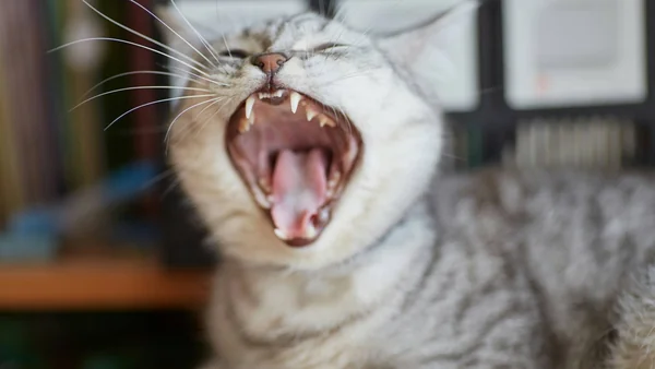 Kat met open bek en zichtbare tanden in een verdedigende houding als voorbeeld van een kat die blaast