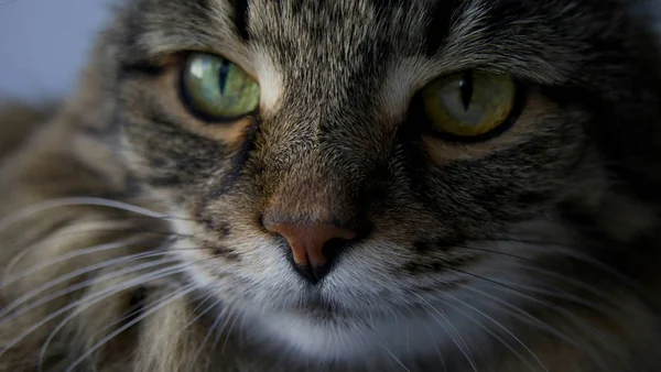 Close-up van een kat met aandachtige blik in natuurlijk licht, passend bij verschillen in karakter en gevoeligheid tussen raskatten.