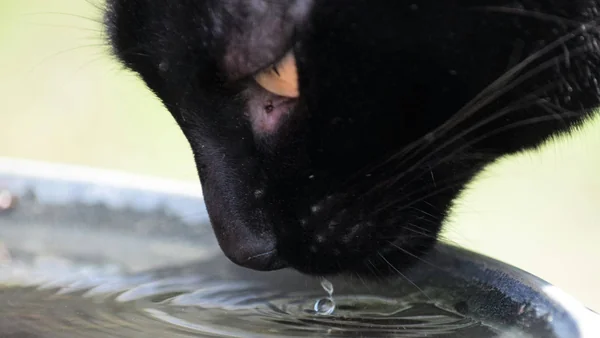 Kat die drinkt uit een drinkfontein met stromend water