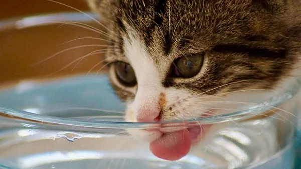 Kat die water drinkt uit een drinkbak, passend bij hydratatie en hoeveel water een kat nodig heeft.