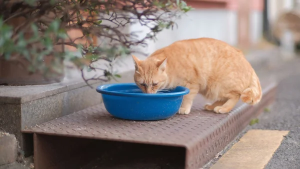 Kat drinkt water uit een voerbak buiten, belangrijk onderdeel van basisvoeding en hydratatie
