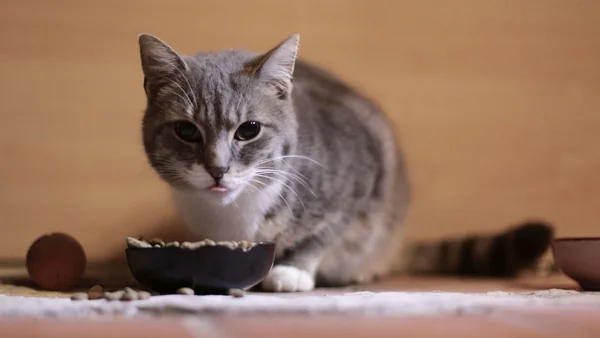 Kat eet brokken uit een voerbak binnenshuis, passend bij advies over porties en eetmomenten voor katten