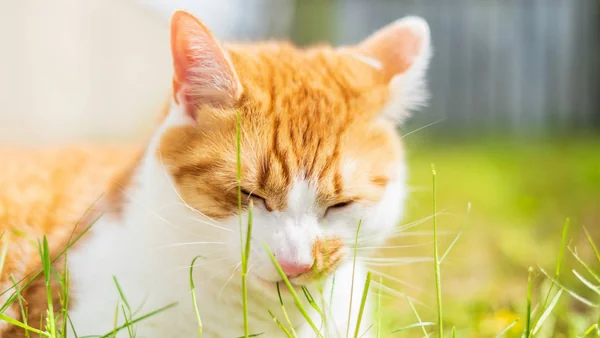 Kat die buiten gras eet als illustratie bij braakgedrag na gras eten