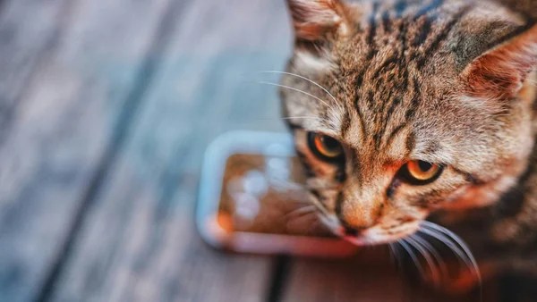 Kat die eet uit een voerbak, passend bij informatie over speciaalvoer voor katten en wanneer dit zinvol is.