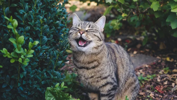 Kat gaapt met open bek in de tuin, mogelijk stresssignaal of spanning bij katten
