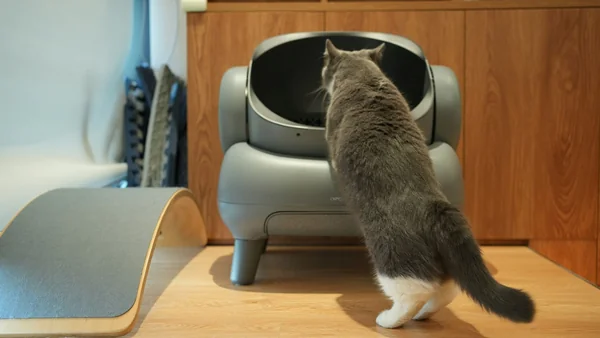 Kattenbak in een rustige hoek van het huis met voldoende ruimte en een schone, fijne vulling.