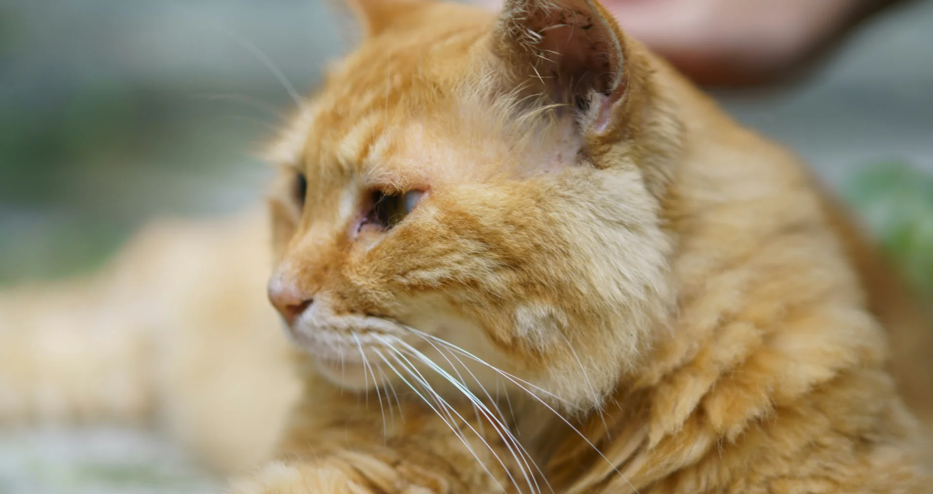 Kat met wond ligt op de grond, close-up opname