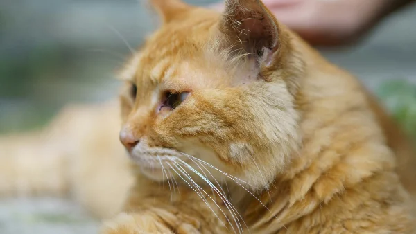 Kat met wond ligt op de grond, close-up opname
