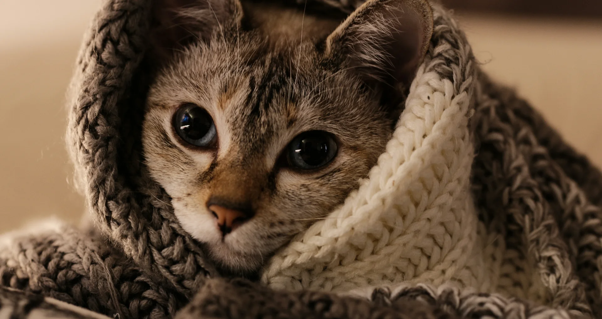 Kat zit warm ingepakt in dekens voor warmte en comfort.