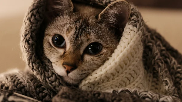 Kat zit warm ingepakt in dekens voor warmte en comfort.