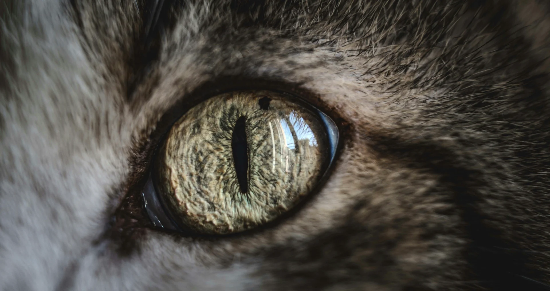 Kat met gezwollen, rode oog door infectie of allergie