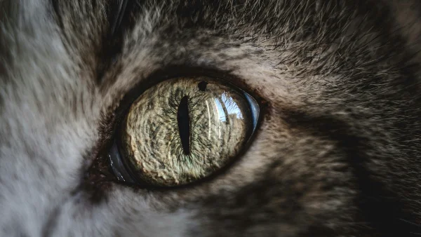Kat met gezwollen, rode oog door infectie of allergie