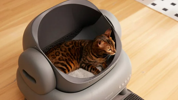 Kat in een kattenbak, passend bij informatie over blaasontsteking en plasproblemen bij katten.