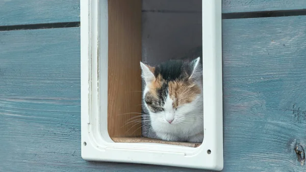 Kat zit rustig in een kattenluik, passend bij de keuze tussen een binnenkat, buitenkat of een combinatie van beide.