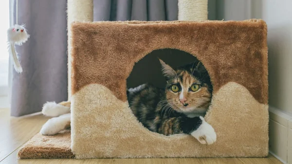 Kat ligt ontspannen in een krabpaal met overdekte slaapplek, voorbeeld van geschikte klimplekken en rustplekken voor katten binnenshuis
