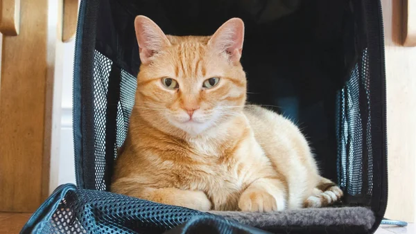 Kat die rustig in een geopende transportbox zit