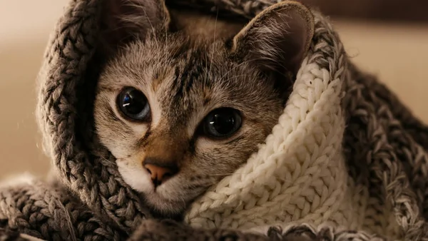 Kat ingepakt in een deken als illustratie bij stressgerelateerd gedrag bij katten