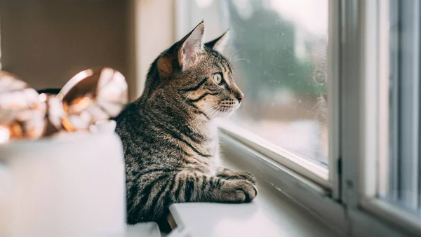 Kat die op de vensterbank door het raam naar buiten kijkt als voorbeeld van een kat die naar buiten wil