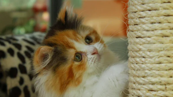 Kat die een krabpaal gebruikt in een huiselijke omgeving