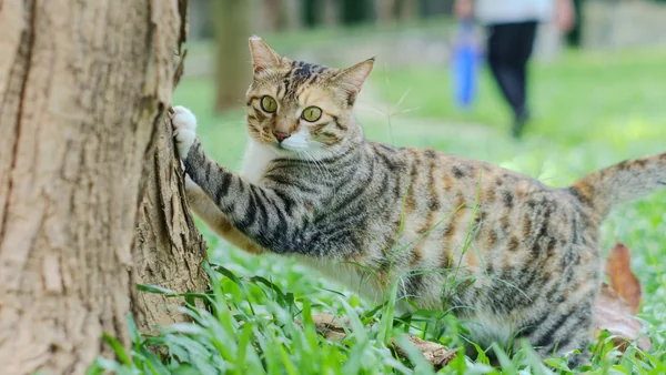 Kat krabt met voorpoten aan een boom, natuurlijk krabgedrag dat verklaart waarom katten ook aan meubels krabben