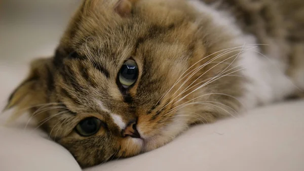 Kat die stil en teruggetrokken op een bank ligt als voorbeeld van veranderd gedrag bij katten