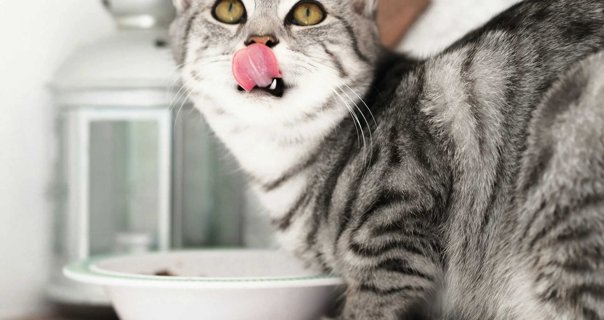 Kat eet voeding uit een bak op de vloer.