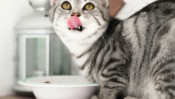 Kat eet voeding uit een bak op de vloer.