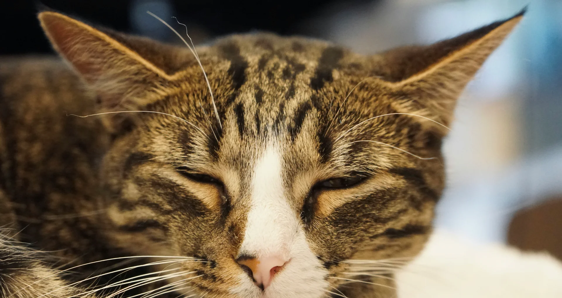 Kat slaapt rustig; illustratie voor artikel over verstoppingsproblemen bij katten.
