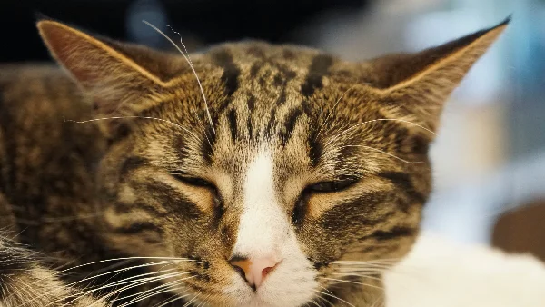 Kat slaapt rustig; illustratie voor artikel over verstoppingsproblemen bij katten.