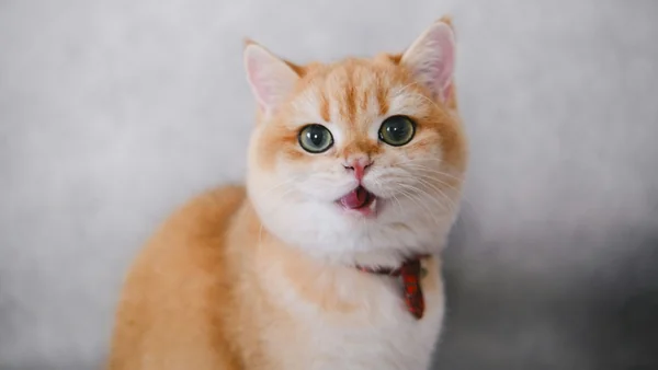 Kat kijkt alert en miauwt binnenshuis, mogelijk signaal van stress of verlatingsangst bij katten