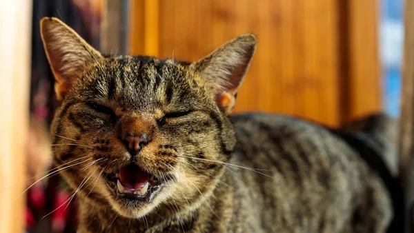 Kat met open bek tijdens miauwen binnenshuis als illustratie van plots meer miauwen bij katten