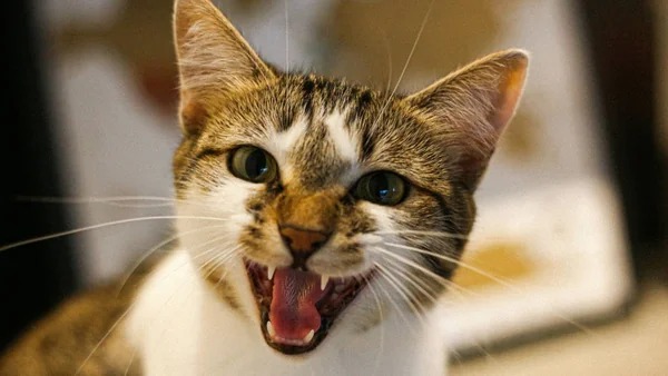 Kat met open mond die miauwt binnenshuis overdag