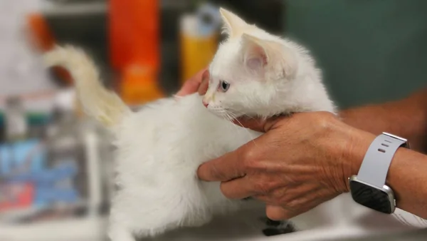 Kat die door een dierenarts wordt vastgehouden tijdens een controle, passend bij wanneer je met je kat naar de dierenarts moet.