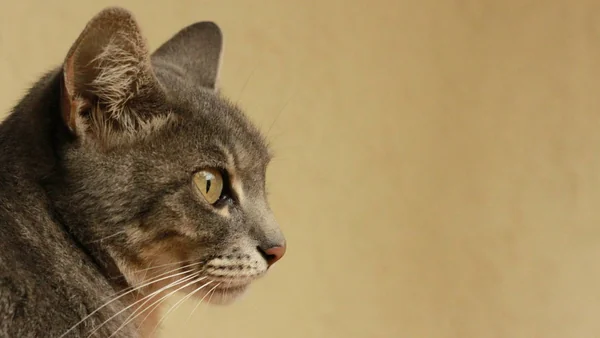 Kat in profiel tegen een neutrale achtergrond, passend bij de vraag of hypoallergene kattenrassen werkelijk bestaan.