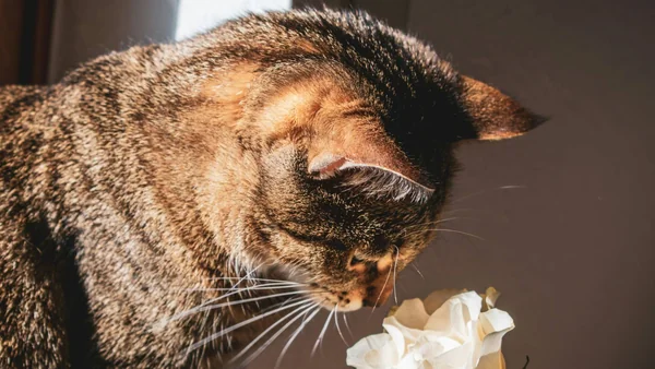 Kat die voorzichtig aan een bloem ruikt, passend bij mogelijke giftige planten en voedsel voor katten.
