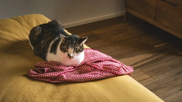 Kat ligt rustig binnenshuis op een bed, passend bij algemene gezondheid en het herkennen van veelvoorkomende ziekten bij katten