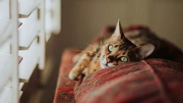 Rustige kat ligt ontspannen op een bank in huis, passend bij de oriëntatie en voorbereiding bij het aanschaffen van een kat