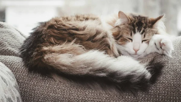 Kat die ontspannen slaapt op de rugleuning van een bank als voorbeeld van een kat die een nieuwe slaapplek kiest