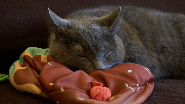 Kat slaapt ontspannen op een zacht mandje in huis, passend bij de eerste basisvoorziening