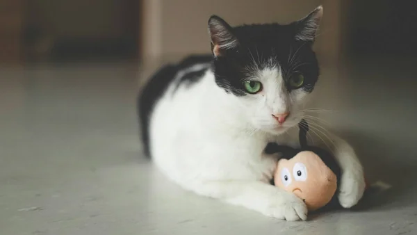 Kat die alert met een speeltje op de vloer ligt als voorbeeld van onrustig of actief gedrag in huis