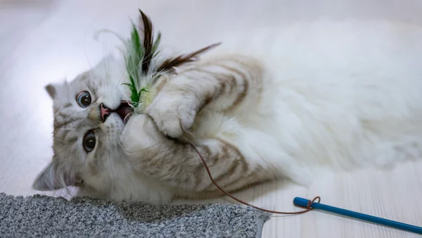 Kat speelt enthousiast met een veren speeltje binnenshuis, voorbeeld van verrijkend kattenspeelgoed