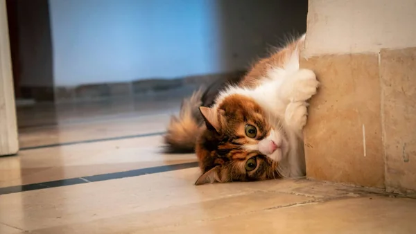 Kat ligt alert in een hoek van de woning, passend bij territoriaal gedrag en waakzaamheid in huis.