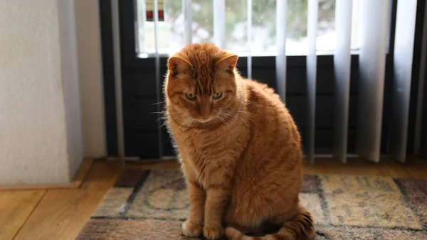Kat die twijfelend in huis zit, passend bij het vermijden van de kattenbak en mogelijke gedragsredenen.